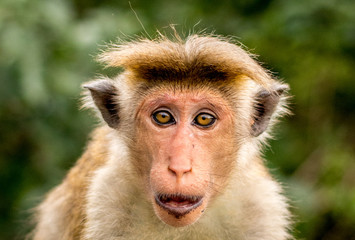Staunender Affe