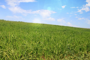 Field of green grass and bright sunset