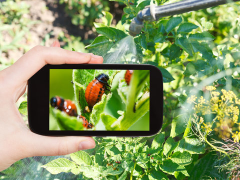 Man Taking Photo Of Processing Pesticide In Garden