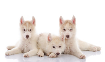 Three siberian husky puppies laying on white background