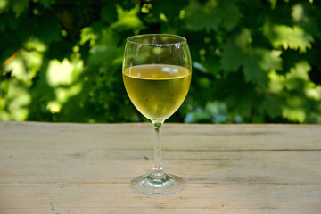 Glass of White Wine with Vineyard in Background