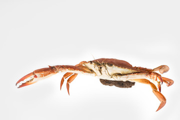 Mother Crab steamed with egg isolated