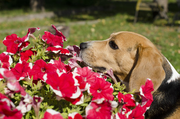 Dog & Flowers