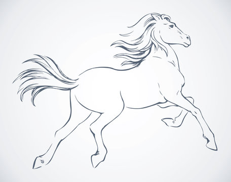 Prancing horse. Vector drawing