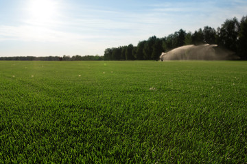 green field grass background