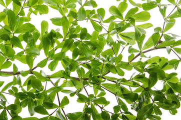 Close up green leaves on white background