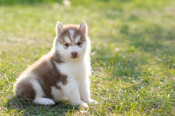 Cute siberian husky puppy on green grass