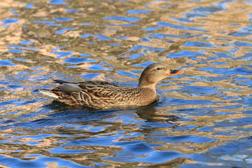 wild duck in the lake