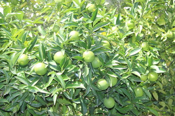 Незрелые зеленые апельсины на дереве © fominae