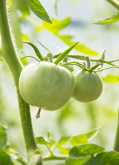 Young green tomatoes in the garden