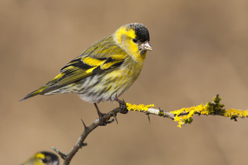 Male Siskin, (Spinus spinus), in full spring courtship plumage,