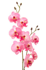 Naklejka na ściany i meble Close up of beautiful orchid isolated on white background