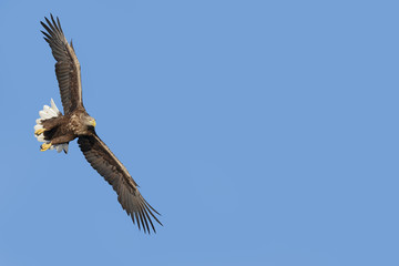 White-tailed eagle in blue expanse, copy space on right