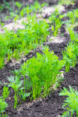carrot on the field , close-up
