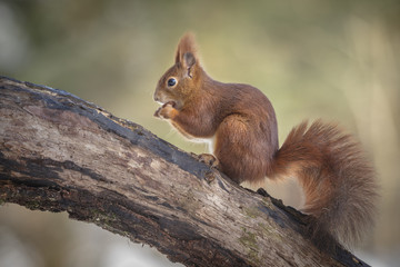 Naklejka na ściany i meble Red squirrel in forest