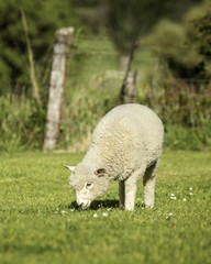 romney lamb