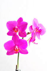Naklejka na ściany i meble pink flowers orchid on white background