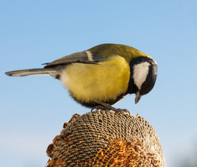 Great Tit (Parus major) eating seeds of sunflower
