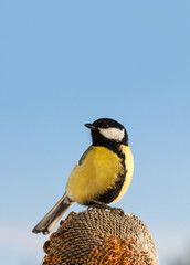 Great Tit (Parus major) eating seeds of sunflower