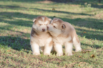 Fototapeta premium Two siberian husky puppies kissing