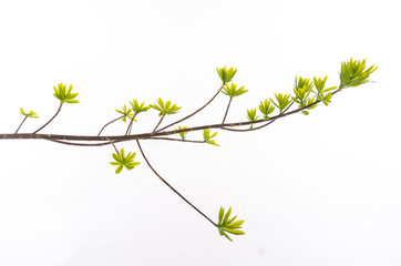 Close up green leaves on white background