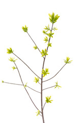 Close up green leaves on white background