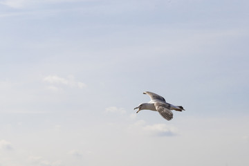 Obraz premium Seagull flying in the sky