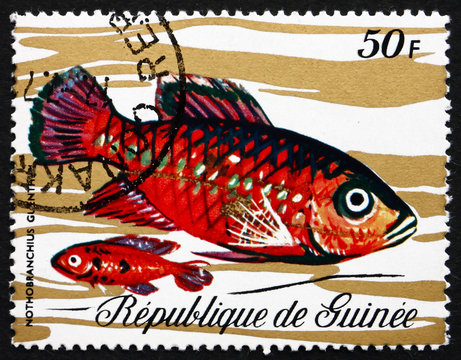 Postage stamp Guinea 1971 Guentheri Killifish
