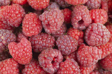freshly picked ripe red raspberries - background