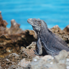Fototapeta premium Marine iguana