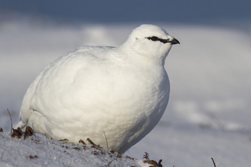 Rock Ptarmigan male who stands in the winter tundra Bering Islan