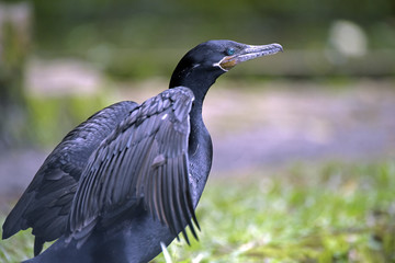 Phalacrocorax brasilianus ou Biguá