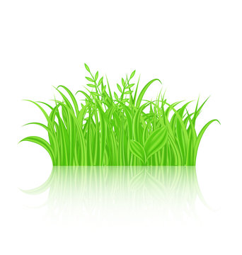 Green grass with reflection isolated on white background