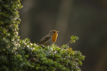 Robin Red Breast