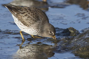 Rock sandpiper that feeds a strip casting winter day