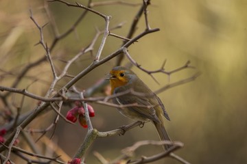 Robin Red Breast