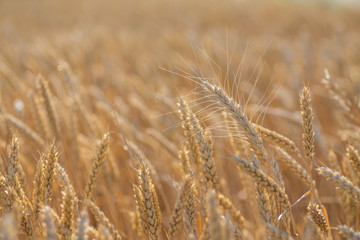 gold ears of wheat under sky