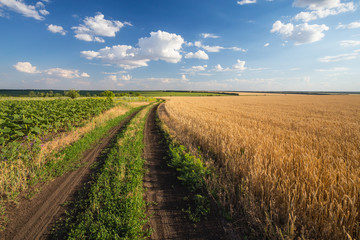 Summer Landscape with Wheat Field