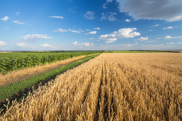 Summer Landscape with Wheat Field