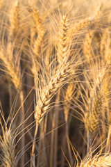 Fototapeta premium gold ears of wheat under sky