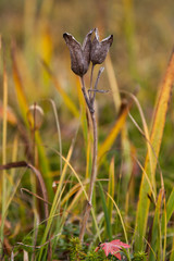 Dry double flower on meadow.