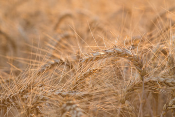 gold ears of wheat under sky
