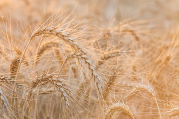 gold ears of wheat under sky