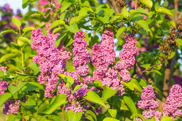 Branch of lilac flowers