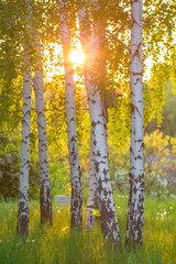 Naklejka premium birch trees in a summer forest