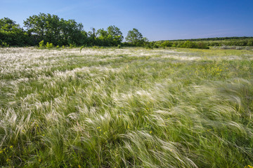 field of feather grass under the blue sky