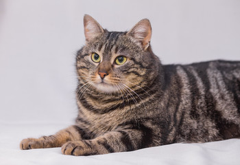 Cat relaxing on the couch.