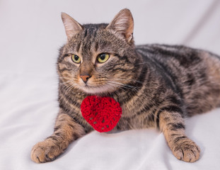 Cat relaxing on the couch.