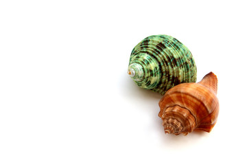 color shell on white background