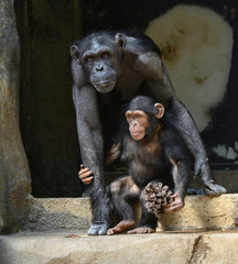 CHIMPANZEE AND CHILD